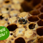 Bees Can Sleep and Maybe Even Dream