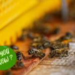 Bees Can Communicate Through Dance