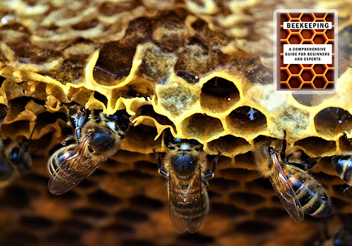 Common Beekeeping Challenges