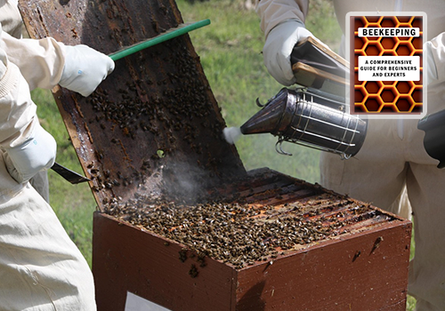 Essential Beekeeping Equipment