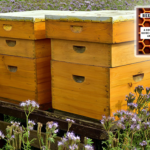 The Future of Beekeeping