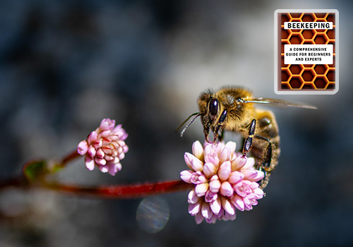 The Life of a Honeybee