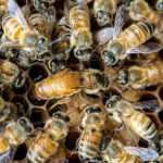The Fascinating World of Honey Bee Colonies