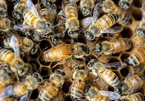 The Fascinating World of Honey Bee Colonies